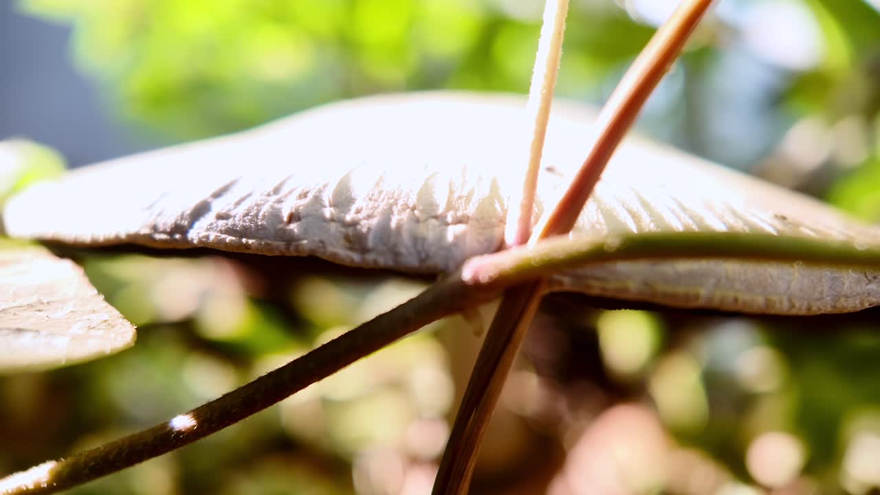 Close-up of a mushroom growing amongst plants
