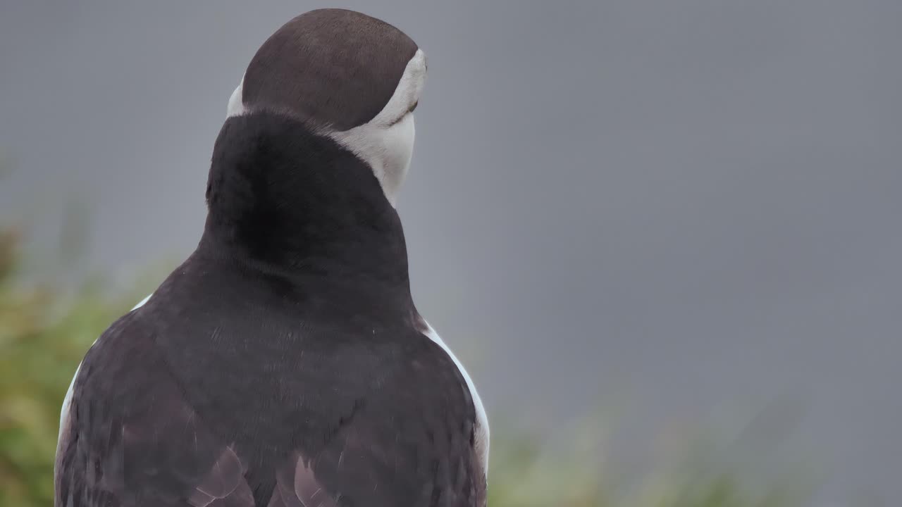 puffin en el oeste de islandia moviendo el cuello y comenzando a volar en un día nublado