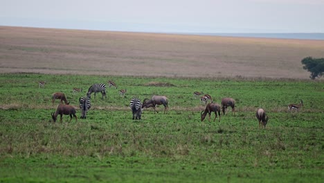 animals grazing at the maasai mara national reserve in kenya