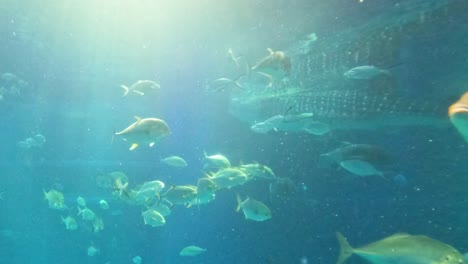 whale shark swimming with various fish species