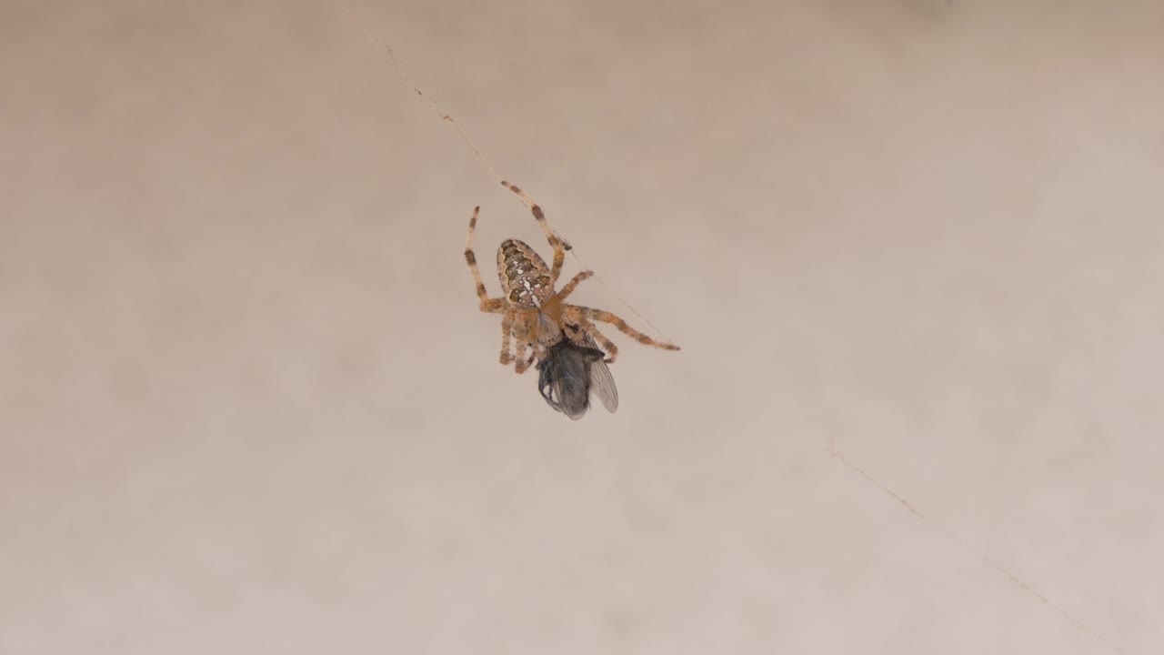 araña casera, araña hobo común colgando de la telaraña y comiendo mosca muerta