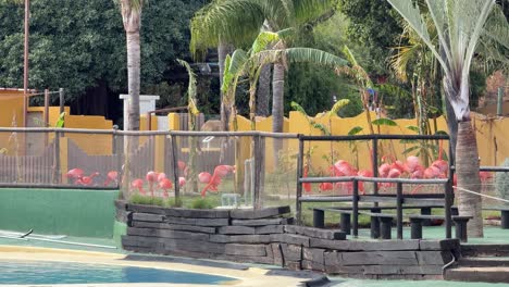 Flamingos-native-bird-Afro-Eurasia-in-captivity-Selwo-marina-Benalmádena-Spain