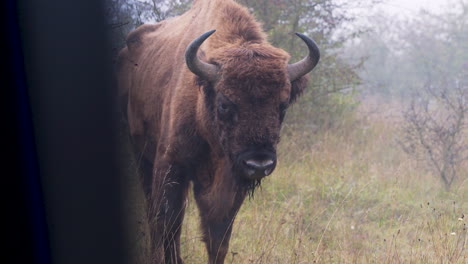 a european bison bonasus bull in a field,from a car window,czechia