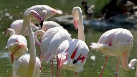 Primer-Plano-Que-Muestra-Un-Grupo-De-Flamencos-Rosados-Enfriándose-En-Un-Lago-Natural-Durante-El-Caluroso-Día-De-Verano