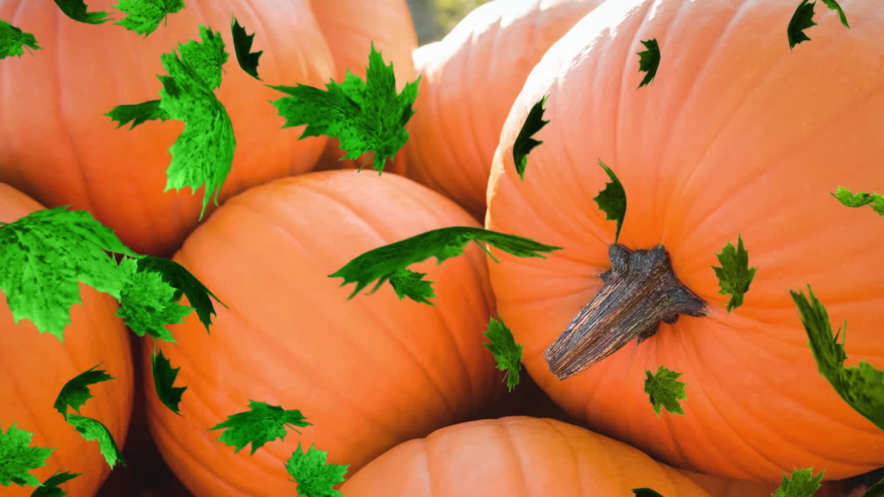 animación de las hojas de otoño que caen sobre el campo de calabazas