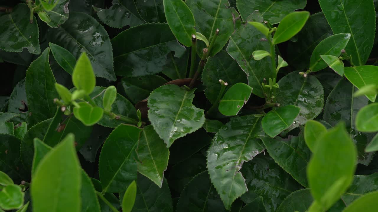Tea plant leaf up close Camellia sinensis evergreen shrub plantation Long Coc Vietnam