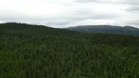 Green-forest-landscape-in-Nordic-mountains