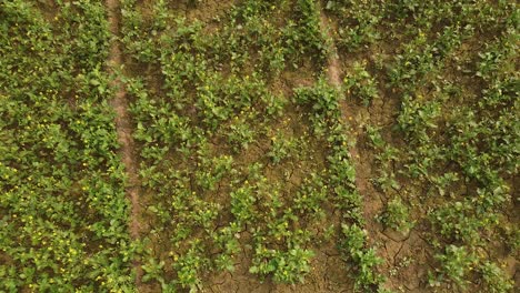 Aerial-shot-of-flying-above-mustard-plantation-in-farm