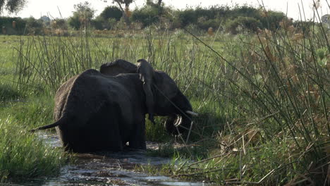 toma en movimiento de un elefante adolescente jugando en el agua