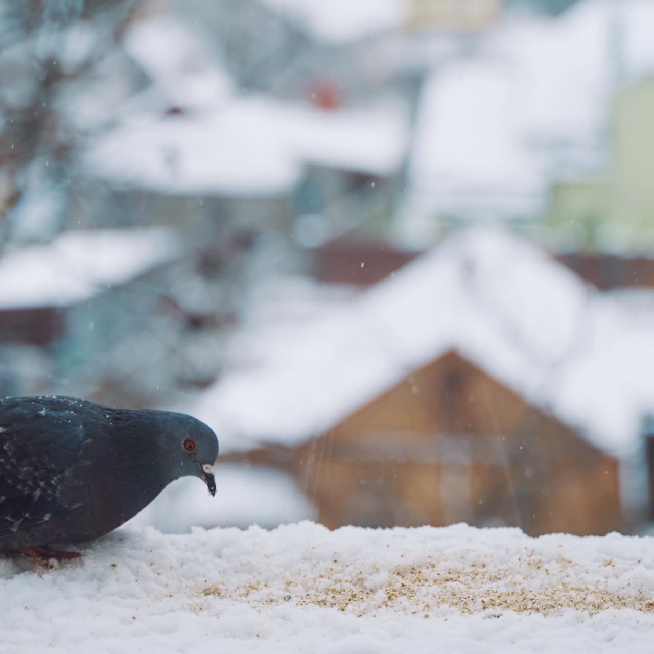 Pigeon outside the window