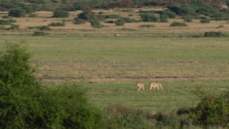 Dos-Leonas-Caminando-En-El-Campo-De-Hierba---Plano-Amplio