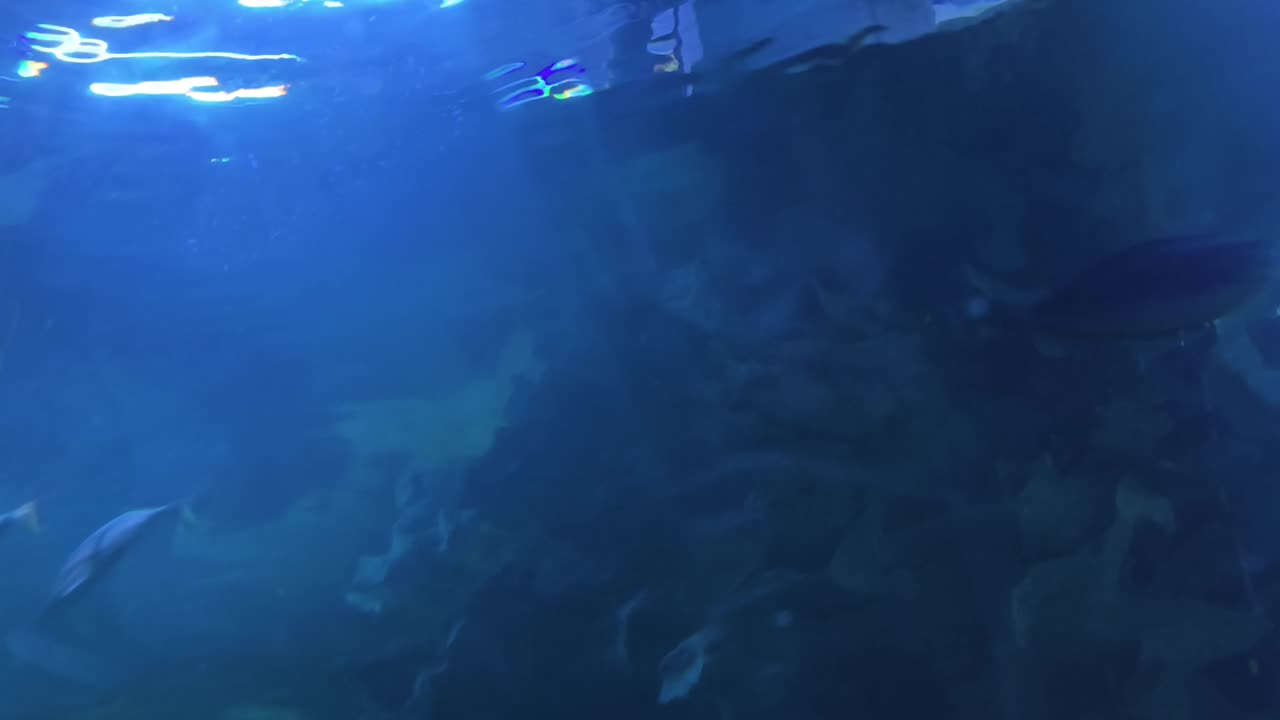 vista bajo el agua del acuario