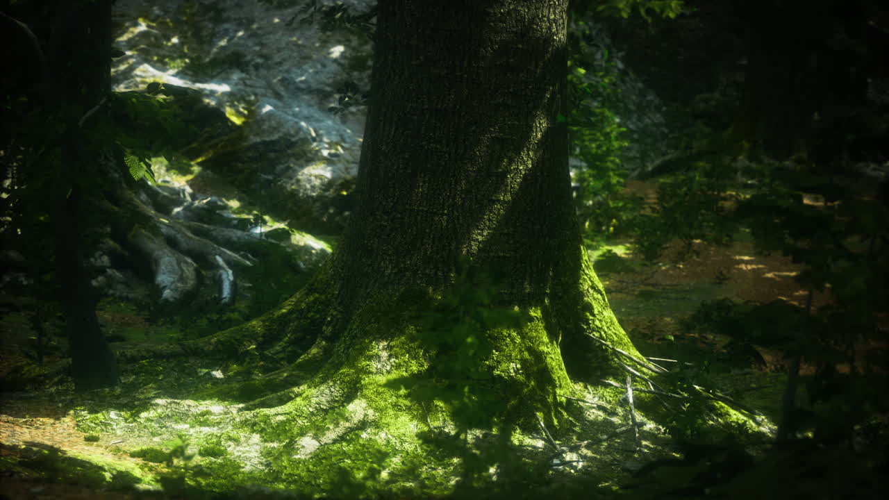 Majestic tree with moss in tranquil forest sunlight