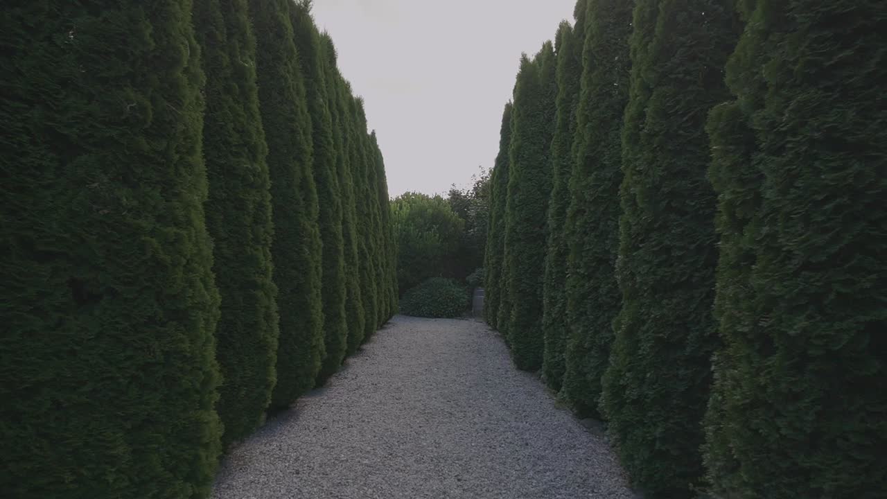 caminando a través de hermosos árboles en forma