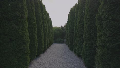 walking through beautiful shaped trees