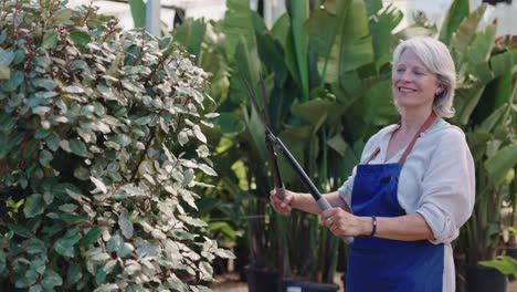 woman pruning bush in greenhouse