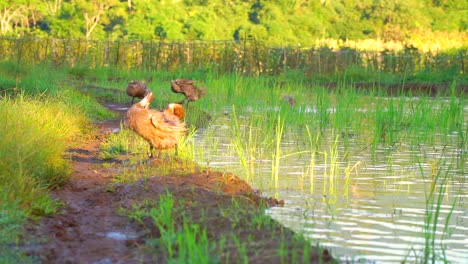 ducks is cleaning their feathers after swimming