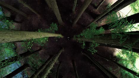 drone films from canopy in california redwood forest as girl walks below