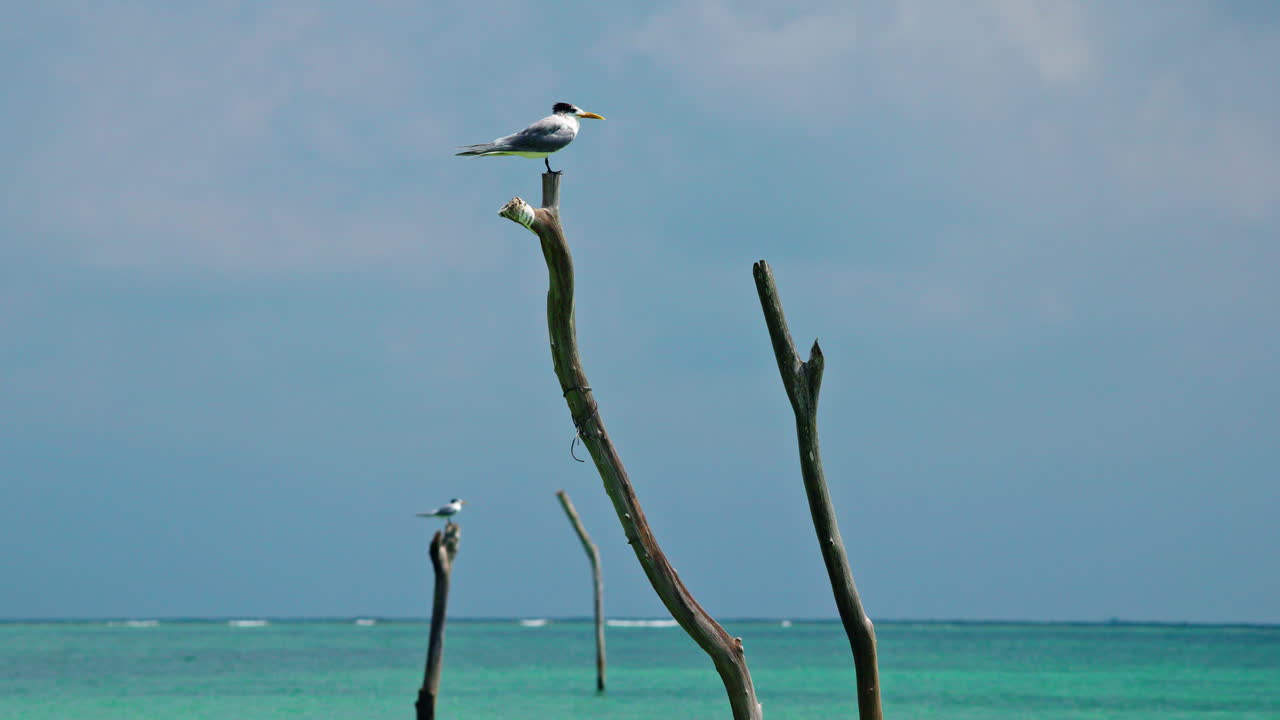 海辺の近くの枝にとまる鳥