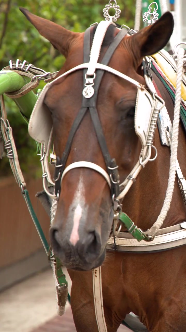 Un primo piano di un cavallo bardato fermo a Intramuros, Manila, durante il giorno.