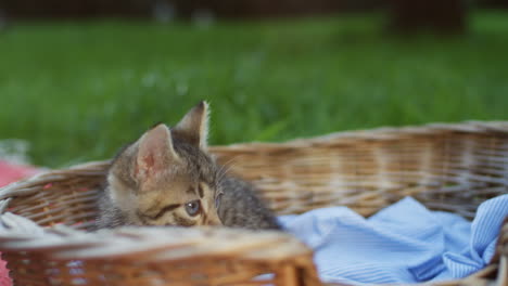 close-up view of small kitty cat on a basket in the park on a sunny summer day