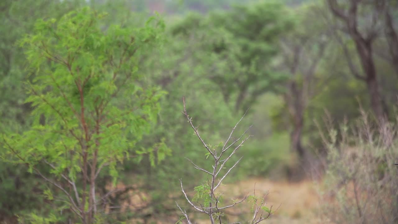 나뭇가지에서 날아가는 까치 긴꼬리 까치