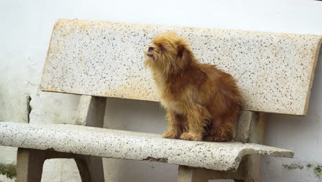 funny puppy dog playing and scratching its back on a bench