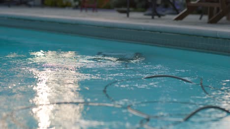 electric pool cleaning robot cleans swimming pool with power cables floating in clear reflective water. sunshine ripples across the water surface as the underwater vacuum robot filters chlorine below.