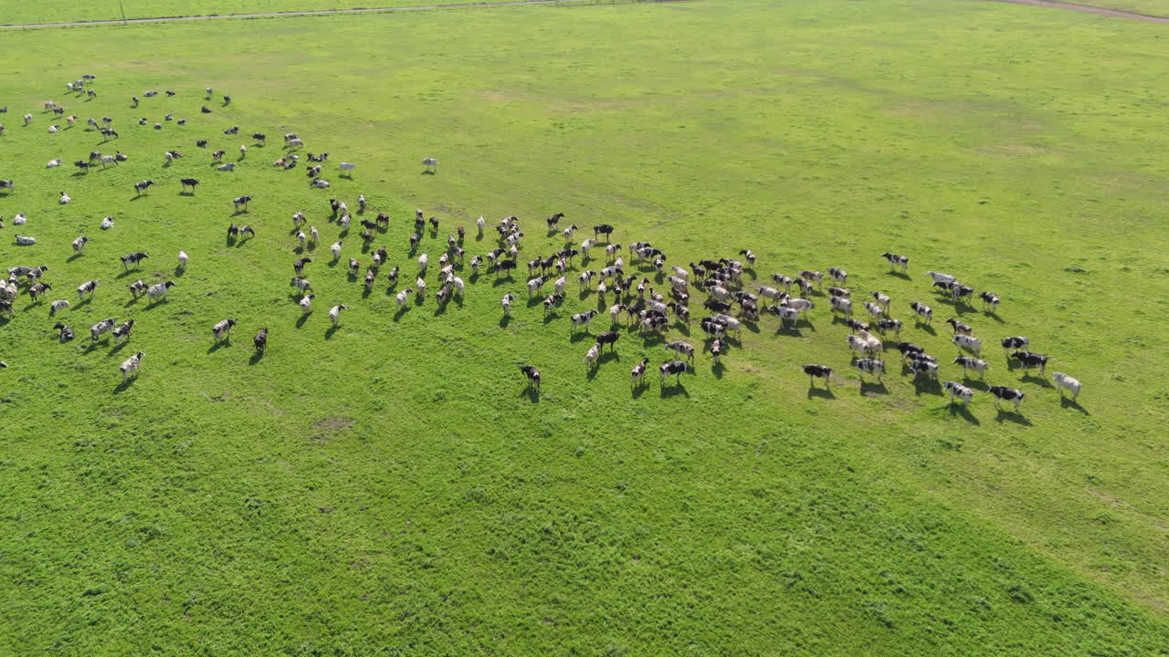 Aerial View of Cows Grazing in a Green Field