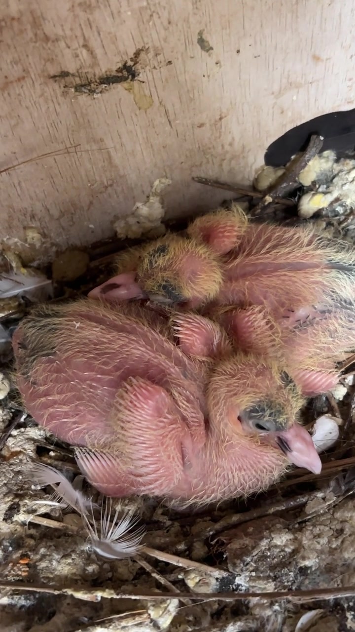 Two Pink Pigeon Chicks Huddled Together in a Rustic Nest