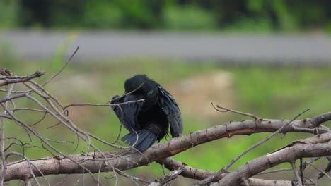 cormorant-Waiting-for-pray-UHD-Mp4-4k-