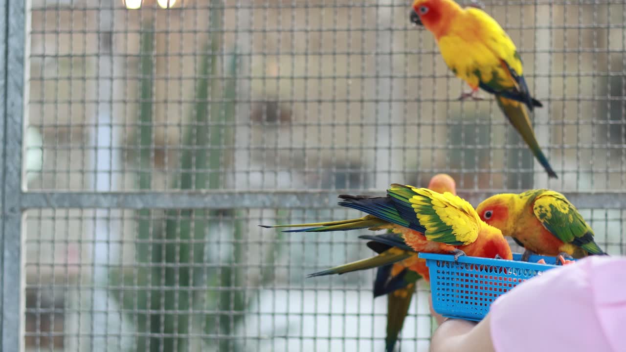 pájaros coloridos comiendo de una canasta en bangkok