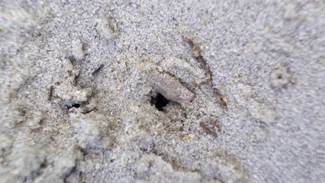 Mittlere-Makro-Zeitrafferaufnahme-Eines-Kleinen-Ameisenhaufenlochs-Im-Sand-Eines-Kleinen-Gartens-In-Brasilien-Mit-Schwarzen-Arbeiterameisen,-Die-An-Einem-Warmen,-Sonnigen-Sommertag-Herumlaufen-Und-Nahrung-Und-Vorräte-Sammeln