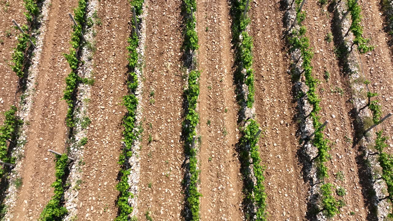 Rows of grape vines grow in a vineyard The ground is rocky and dry The plants have green leaves