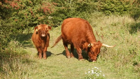 scottish highland cattle, walking on grass path in natural environment during sunshine day