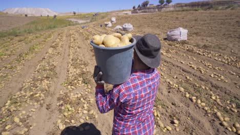 farmer working in potato field.