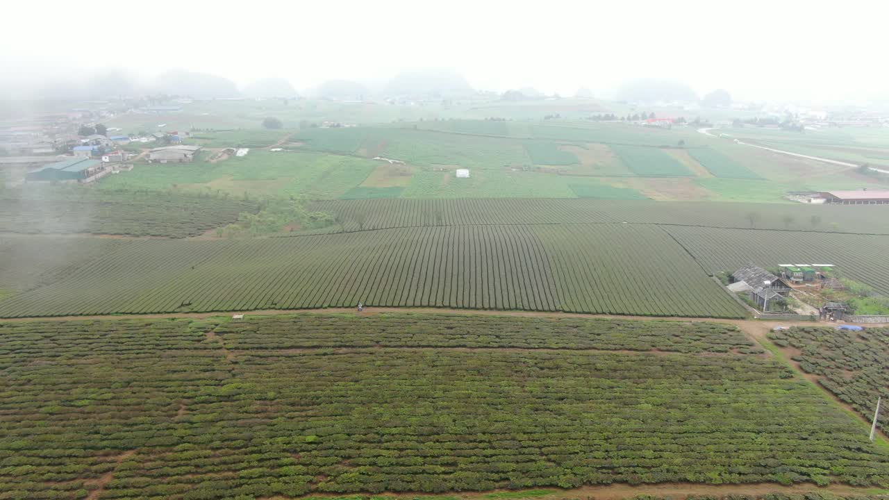 Immense tea hills submerged in mist in the Northwest Highlands - Vietnam