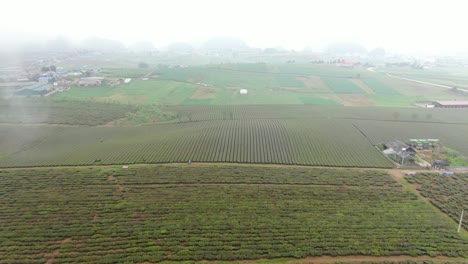 inmensas colinas de té sumergidas en la niebla en las tierras altas del noroeste de vietnam