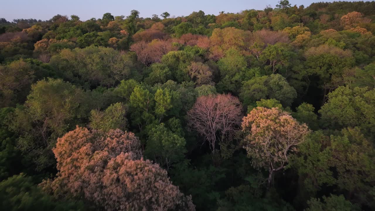 Carrellata aerea sopra una fitta chioma di foresta verde che risplende con la calda luce del tramonto a Misiones, vegetazione di sfondo