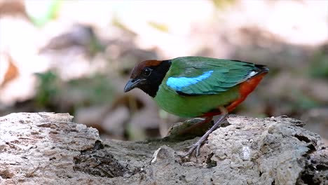 Commonly-found-in-the-Southeast-Asia-and-quite-a-friendly-bird