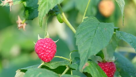 raspberries on a plant
