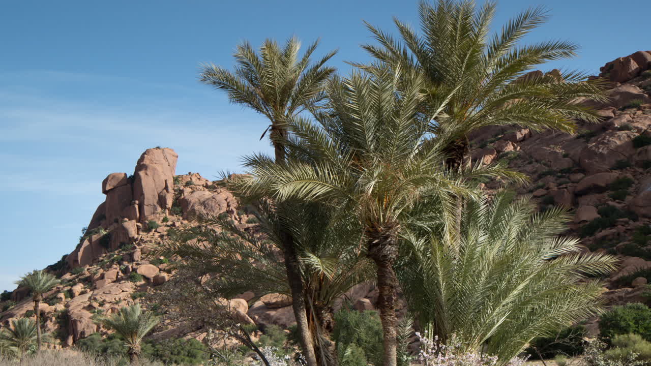 Tafroute Palms 12