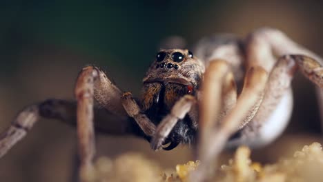 Retrato-De-Araña-Lobo-Limpiando-Sus-Piernas