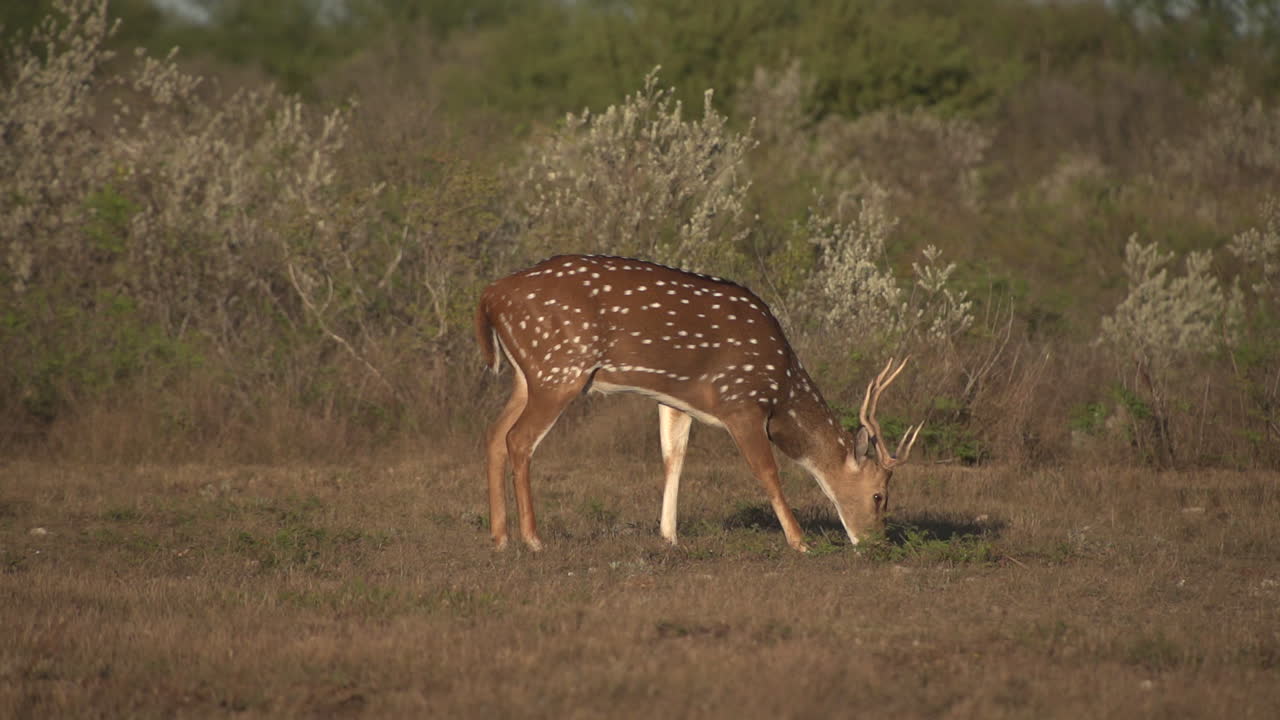 Spotted Deer Grazing in the Wild