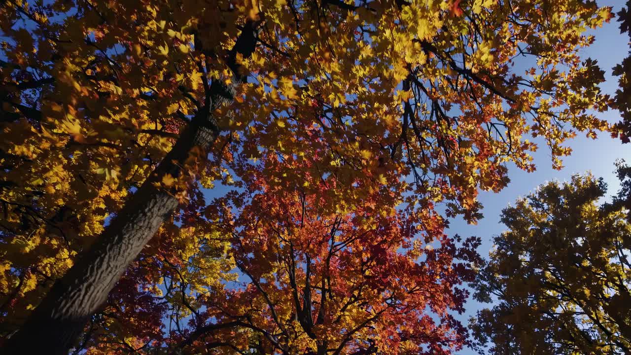 Video captures vibrant autumn leaves from a low-angle, showcasing colorful foliage against a clear
