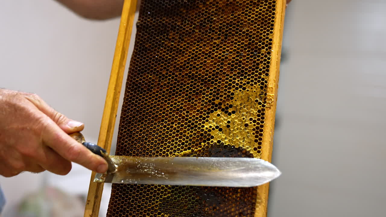 Honeycombs preparation for extraction of organic healthy honey. Male holding a frame and cuts off the tops of wax cells. Close up.