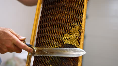 honeycombs preparation for extraction of organic healthy honey. male holding a frame and cuts off the tops of wax cells. close up.