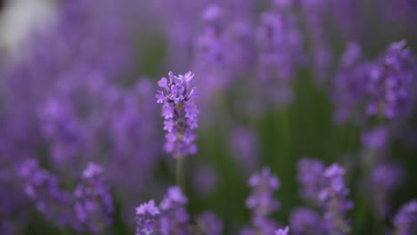 busy bee collecting nectar from vibrant purple lavender flowers, summertime