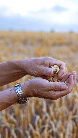 hands of unrecognized man in checkered shirt rub the ears of ripe wheat. dry grains fall on the male palm. close up. field at backdrop in blur. vertical video