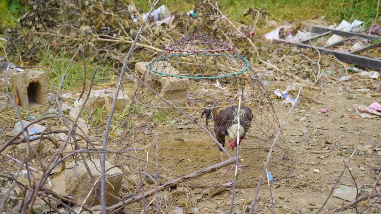 A cock is locked in a cage in a damp place.